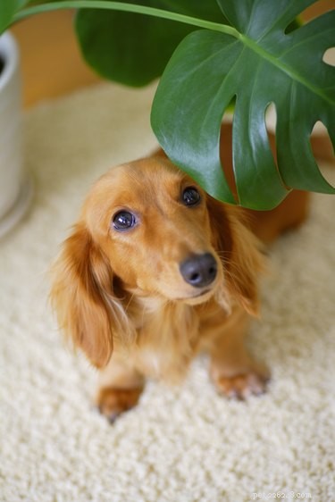 Why Does My Dog Pee on Houseplants? Causes & How to Stop It