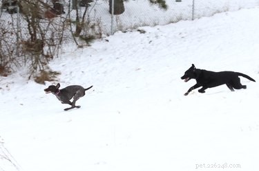 Understanding Dog Zoomies: Causes, Signs, and How to Keep Your Pup Safe