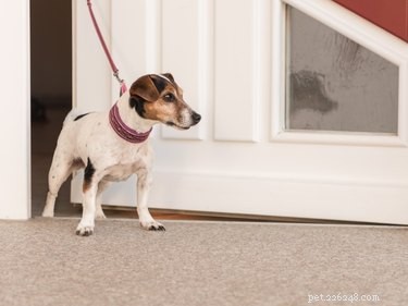 Welcome Your Dog to a New Home: A Stress‑Free Guide