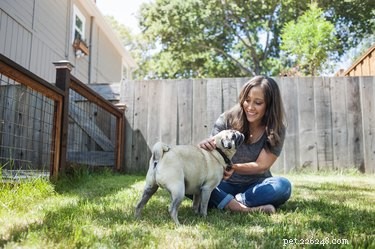 Welcome Your Dog to a New Home: A Stress‑Free Guide