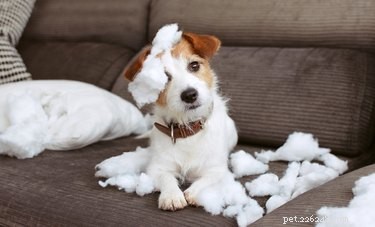 Welcome Your Dog to a New Home: A Stress‑Free Guide