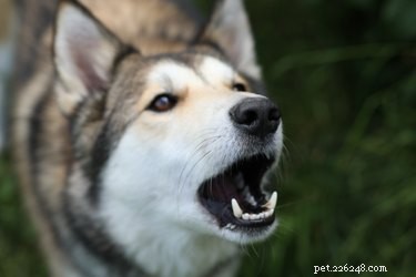 Why Do Dogs Bark at Mail Carriers? Common Causes & Solutions