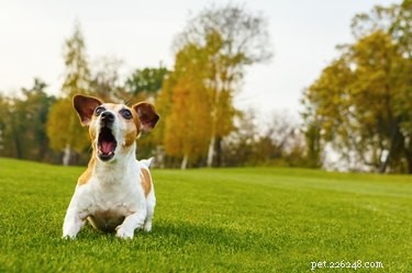 Why Do Dogs Bark at Mail Carriers? Common Causes & Solutions