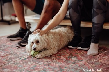 Why Does My Dog Urinate When I Pet Him? Common Causes & Solutions