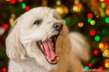 Why Does My Dog Urinate When I Pet Him? Common Causes & Solutions