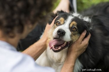 Understanding Why Your Dog Whines When You Pet Him