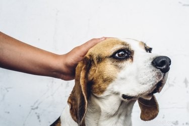 Understanding Why Your Dog Whines When You Pet Him