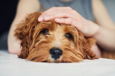 Understanding Why Your Dog Whines When You Pet Him