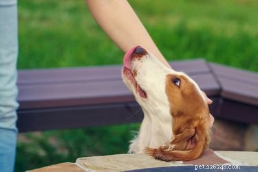 Why Dogs Lick When You Pet Them: Understanding Their Affection