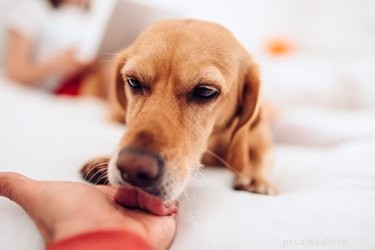 Why Dogs Lick When You Pet Them: Understanding Their Affection