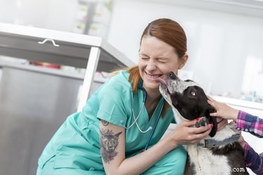 Why Dogs Lick When You Pet Them: Understanding Their Affection