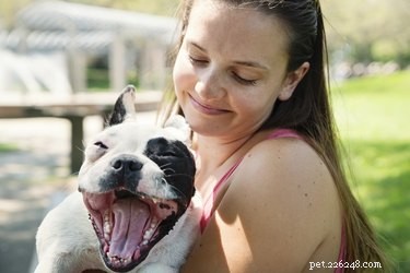 Why Does My Dog Yawn When I Pet Him? Understanding Canine Yawning Explained