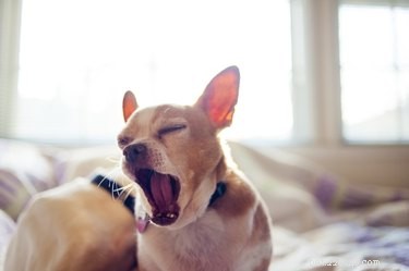 Why Does My Dog Yawn When I Pet Him? Understanding Canine Yawning Explained