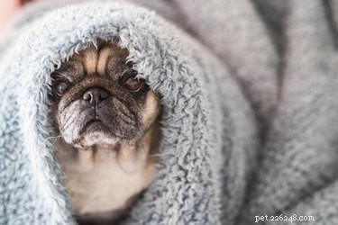 Understanding Why Your Dog Chews Blankets: Causes and Solutions