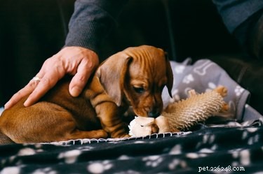 Understanding Why Your Dog Chews Blankets: Causes and Solutions