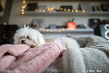 Understanding Why Your Dog Chews Blankets: Causes and Solutions