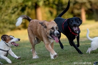When It s Not Safe to Take Your Dog to the Dog Park