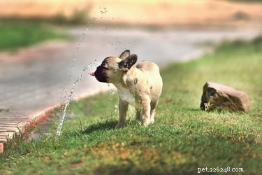 When It s Not Safe to Take Your Dog to the Dog Park