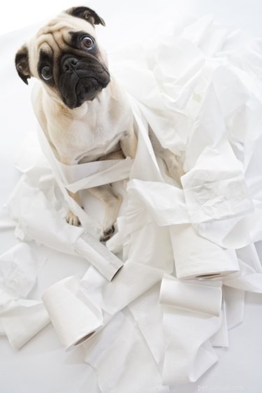 The Critical Role of Setting Boundaries with Your Dog
