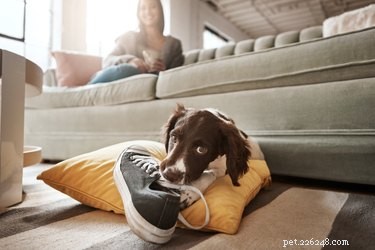 The Critical Role of Setting Boundaries with Your Dog