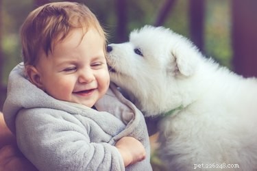 Why Some Dogs Love Licking People While Others Don’t: Insights into Canine Behavior
