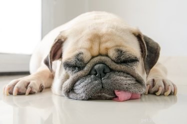 Understanding Why Your Dog Sleeps With Its Tongue Out