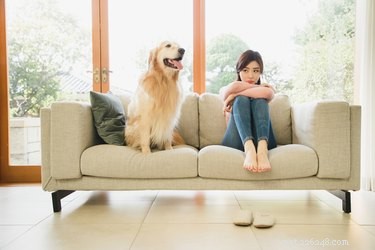 Can Your Dog Detect When You re Feeling Sad?