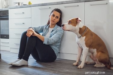 Can Your Dog Detect When You re Feeling Sad?