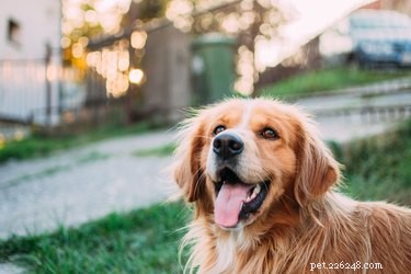 The Science Behind Why Dogs Cover Their Poop