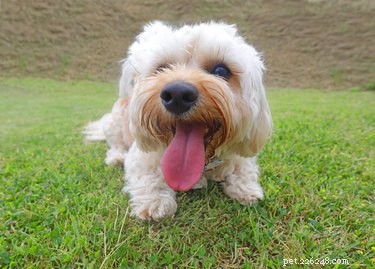 The Science Behind Why Dogs Cover Their Poop