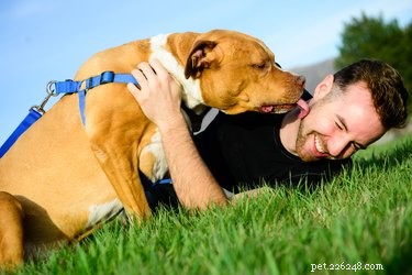 Why Do Dogs Lick Your Sweat? Expert Insights into This Common Behavior