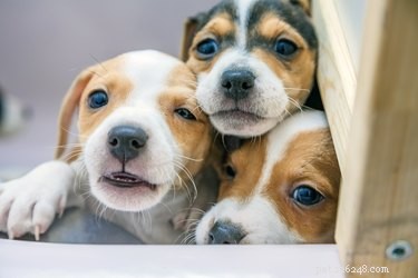 When Will Your Puppy Naturally Calm Down?