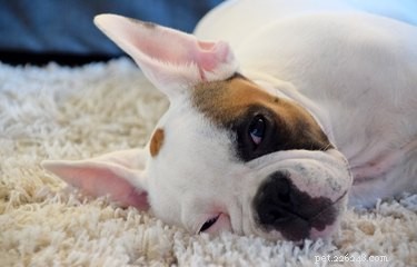 When Will Your Puppy Naturally Calm Down?