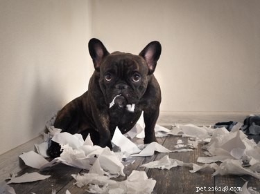 When Will Your Puppy Naturally Calm Down?