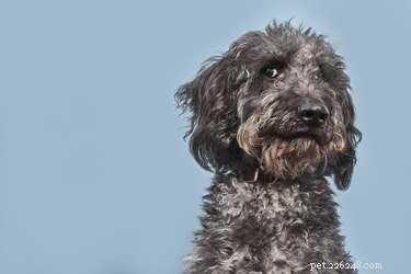Nature vs. Nurture: What Shapes a Dog s Personality?