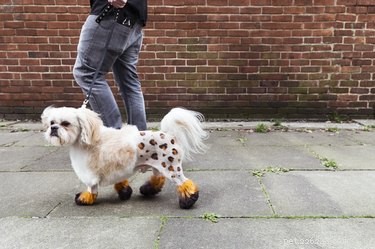 Nature vs. Nurture: What Shapes a Dog s Personality?