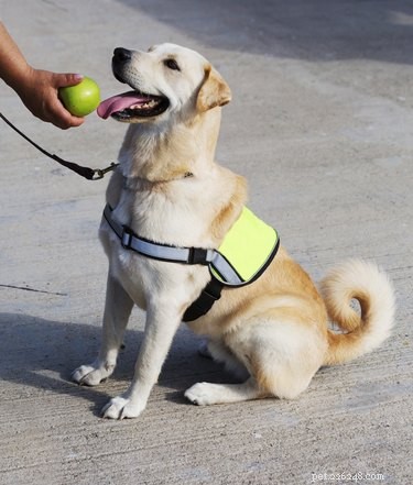 Nature vs. Nurture: What Shapes a Dog s Personality?