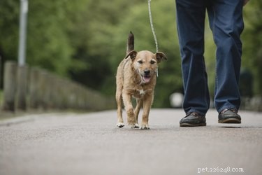 Do Dogs and Cats Need Privacy When Using the Bathroom?