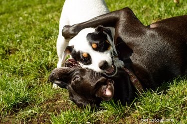 How to Tell if Your Dogs Are Playing or Fighting: Key Body Language Signs