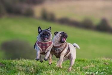 How to Tell if Your Dogs Are Playing or Fighting: Key Body Language Signs