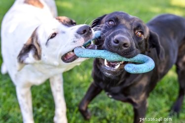 How to Tell if Your Dogs Are Playing or Fighting: Key Body Language Signs