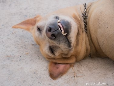 Understanding the Submissive Grin: What It Means When Dogs Display This Appeasement Gesture