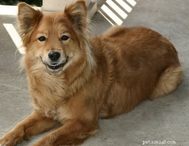 Understanding the Submissive Grin: What It Means When Dogs Display This Appeasement Gesture