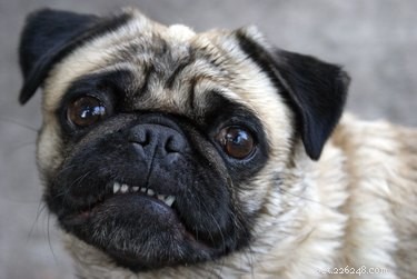 Understanding the Submissive Grin: What It Means When Dogs Display This Appeasement Gesture