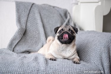 Understanding Why Dogs Chew Their Feet: Causes and When to Seek Help