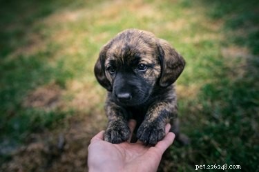 Understanding Why Dogs Chew Their Feet: Causes and When to Seek Help