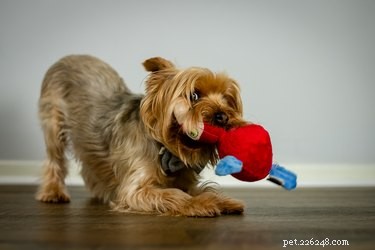 Understanding Why Dogs Chew Their Feet: Causes and When to Seek Help