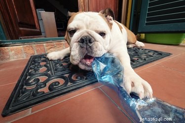 Understanding Why Dogs Chew Their Feet: Causes and When to Seek Help