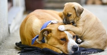 Why Does Your Dog Get Irritated by Puppies?