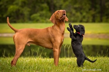 Why Does Your Dog Get Irritated by Puppies?